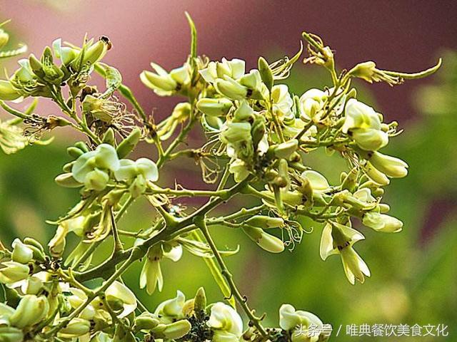 又到槐花盛开的季节，槐花饭怎么做呢？