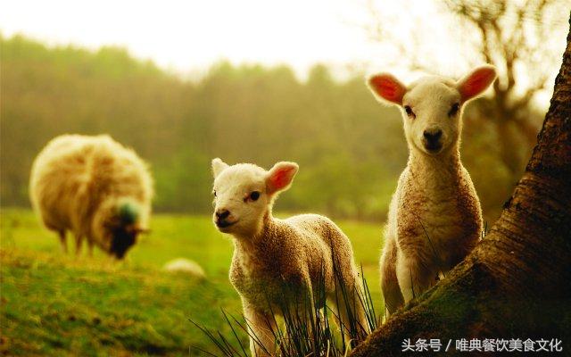 怎么给羊肉去膻味?