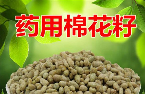棉花可以吃吗
